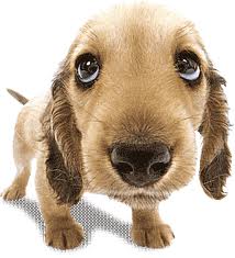 Dog Picture 1.jpg